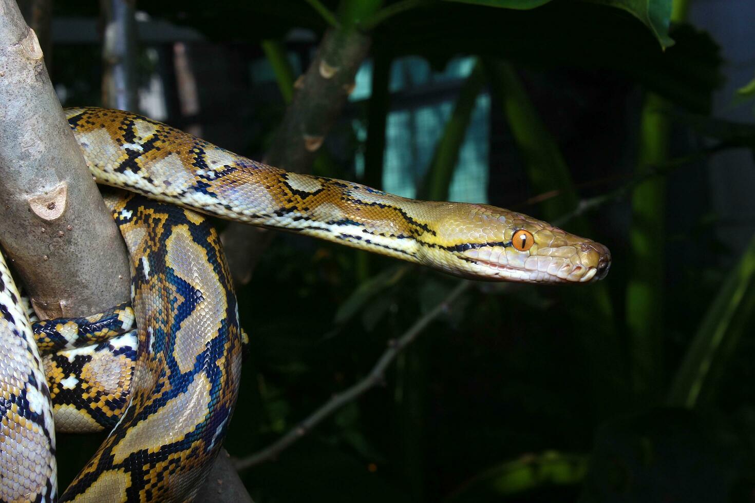 hermosa serpiente, el reticular pitón es un pitón especies nativo a sur y Sureste Asia. foto