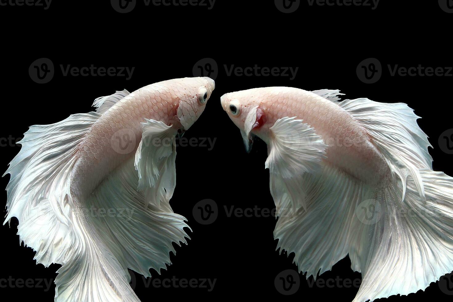 Snow white platinum halfmoon dumbo ear betta fish photo