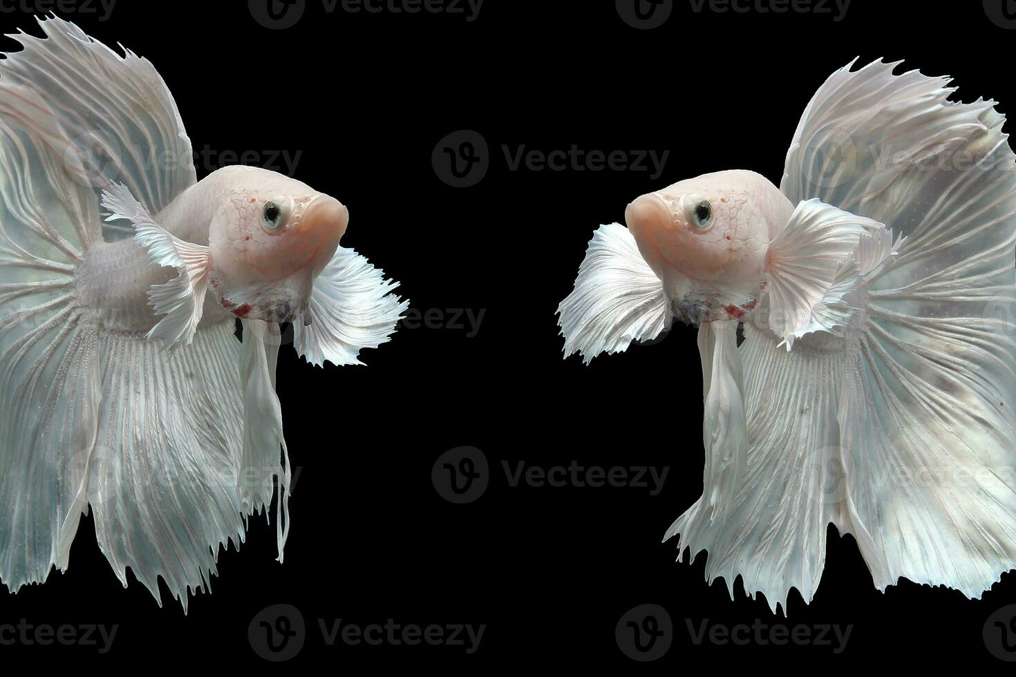 Snow white platinum halfmoon dumbo ear betta fish photo