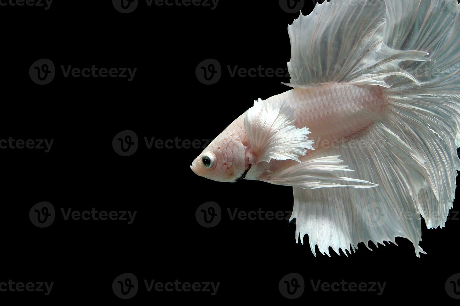 Snow white platinum halfmoon dumbo ear betta fish photo