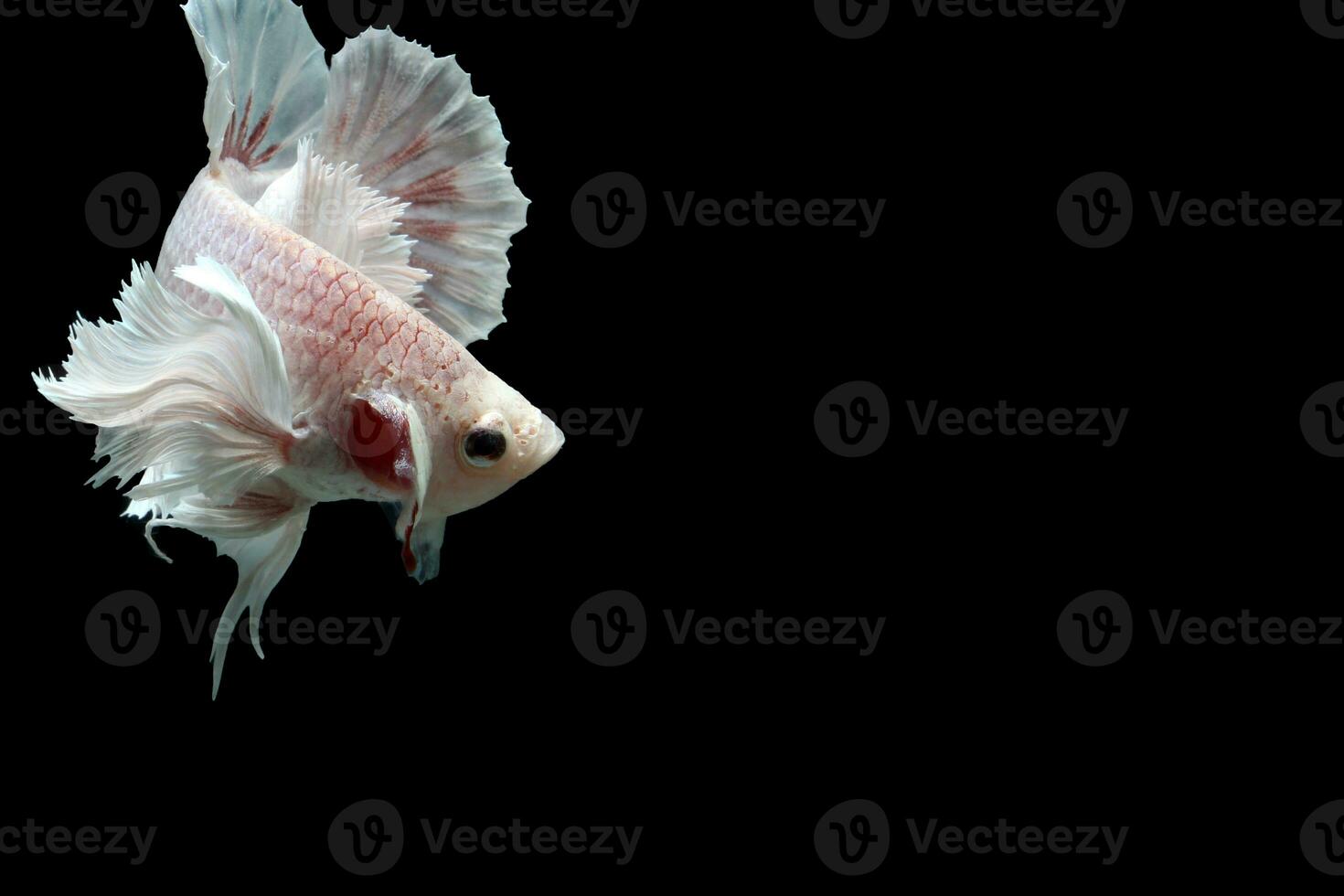 Beautiful dancing of fancy dumbo ear betta fish photo