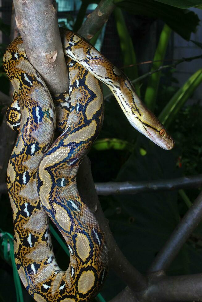 Beautiful snake, The reticulated python is a python species native to South and Southeast Asia. photo