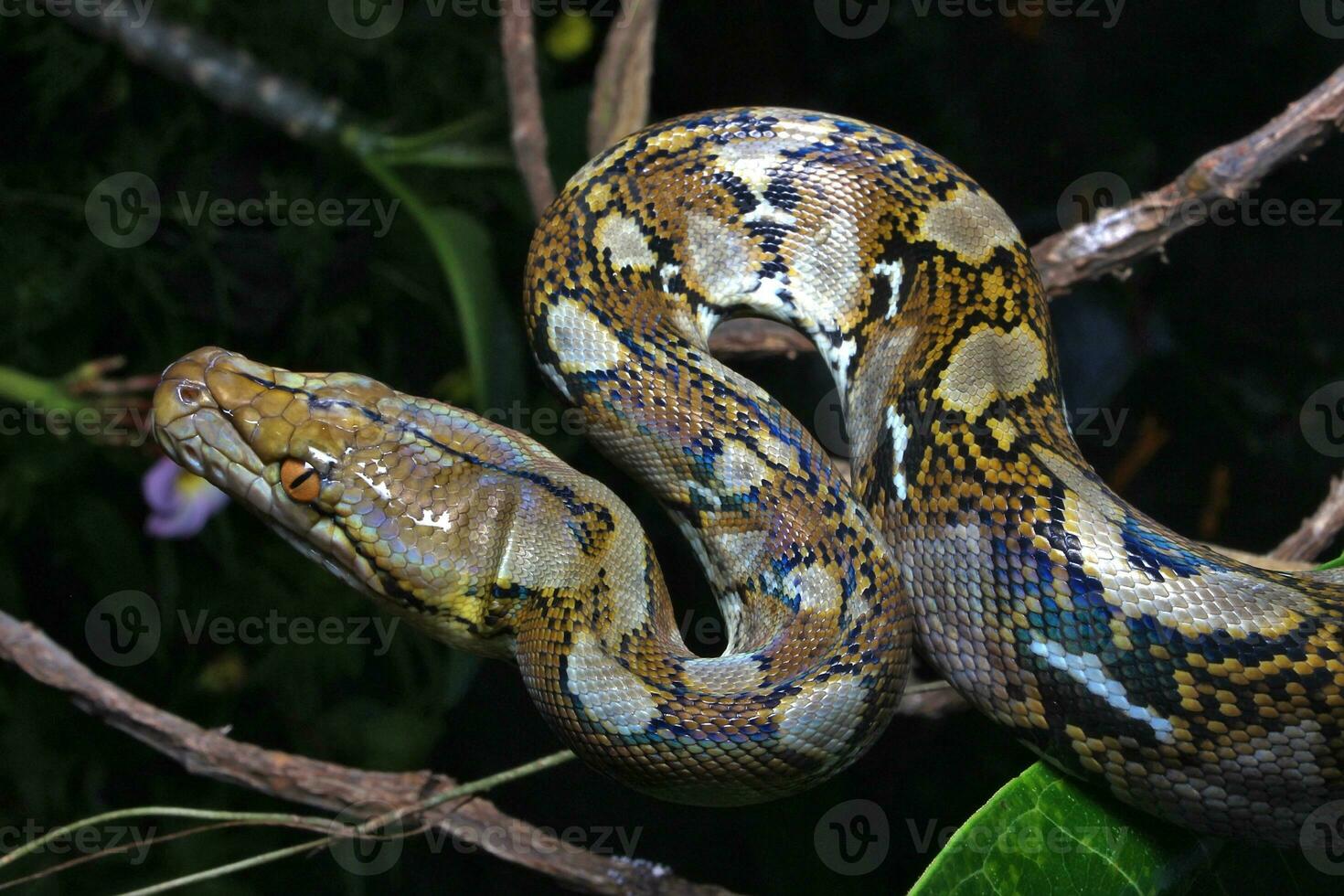 hermosa serpiente, el reticular pitón es un pitón especies nativo a sur y Sureste Asia. foto