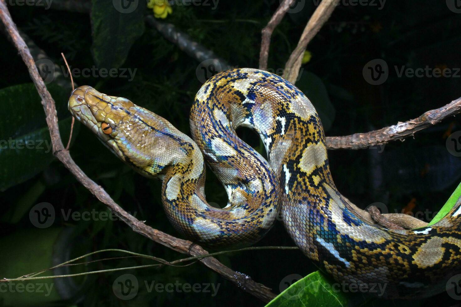 hermosa serpiente, el reticular pitón es un pitón especies nativo a sur y Sureste Asia. foto