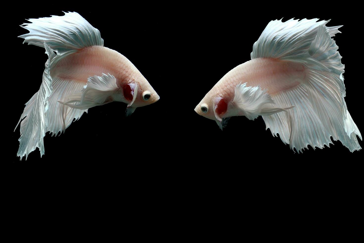 Beautiful dancing of fancy dumbo ear betta fish photo