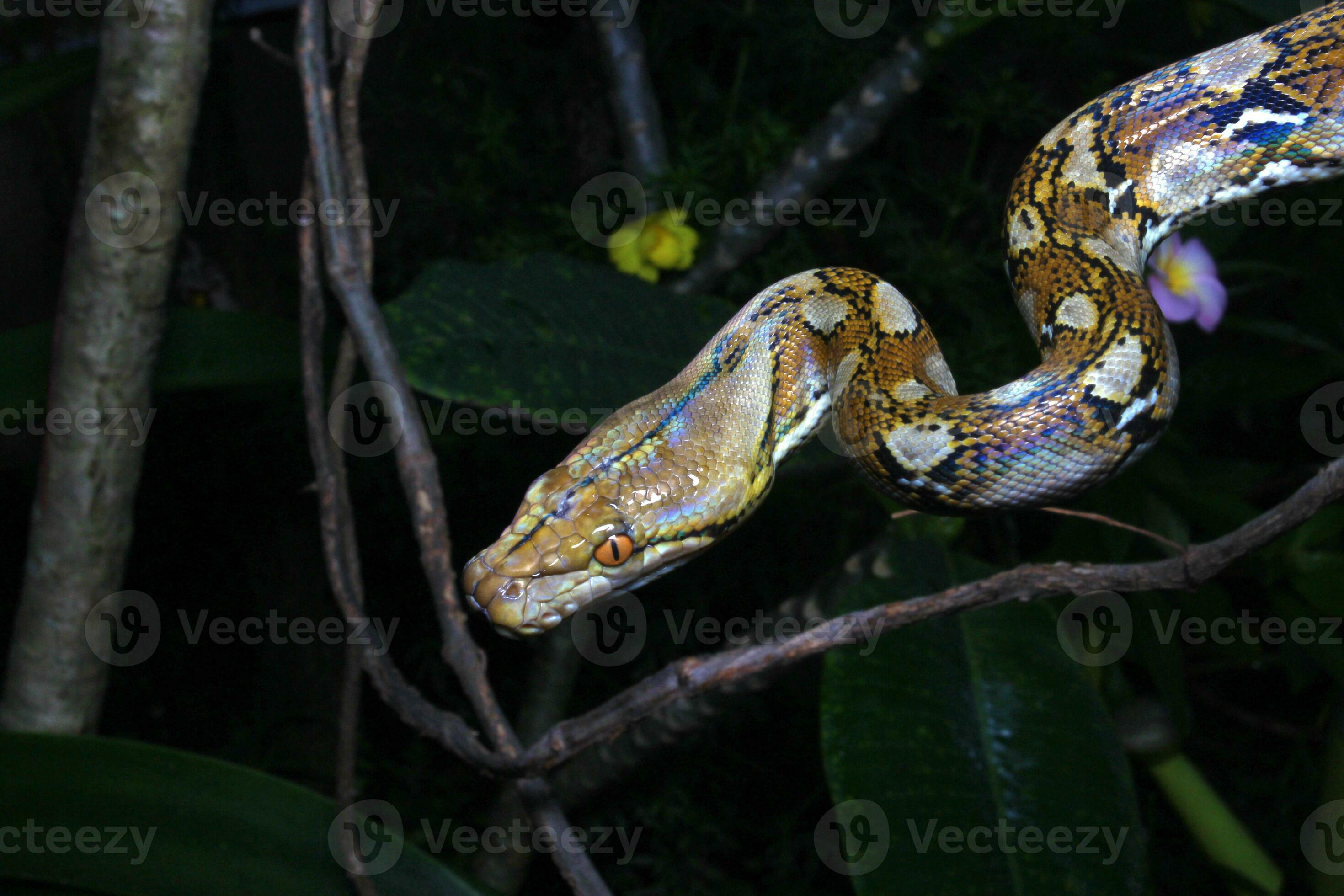 Beautiful snake, The reticulated python is a python species native to ...