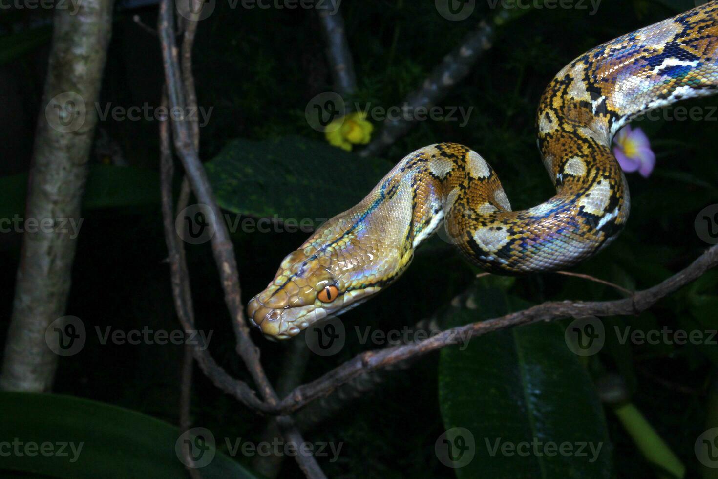 Beautiful snake, The reticulated python is a python species native to South and Southeast Asia. photo