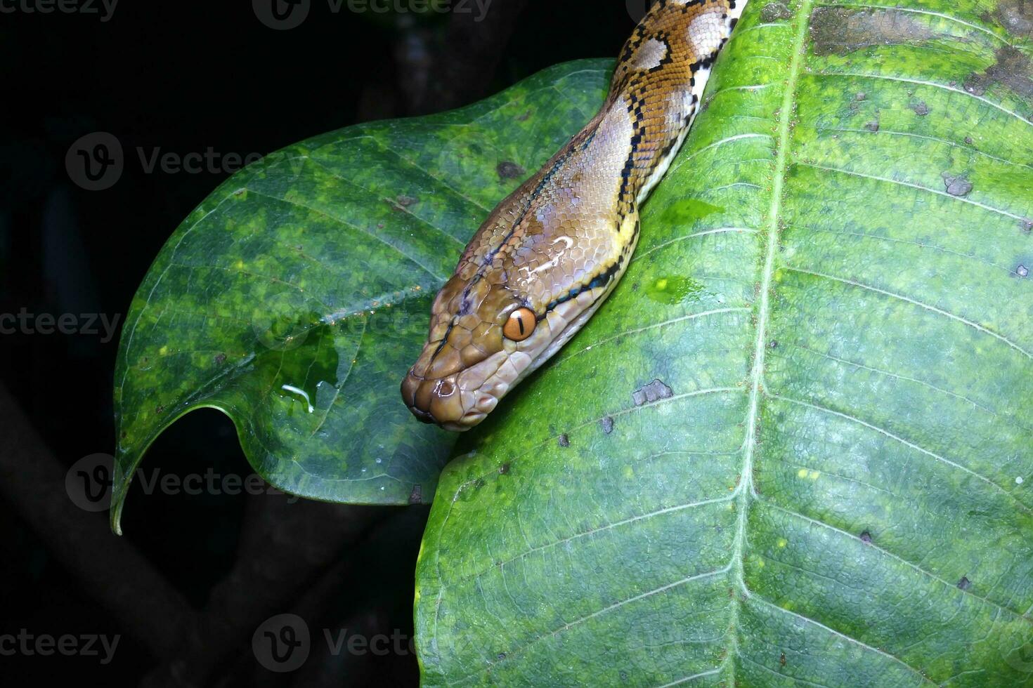 Beautiful snake, The reticulated python is a python species native to South and Southeast Asia. photo