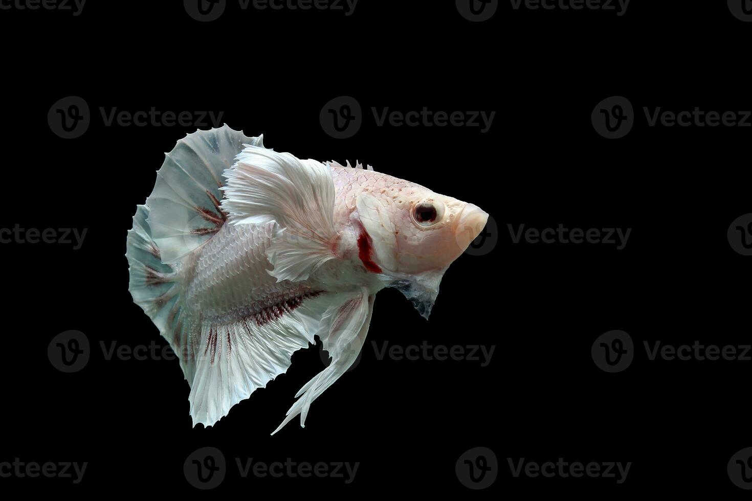 Beautiful dancing of fancy dumbo ear betta fish photo