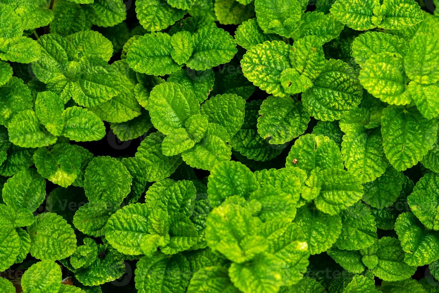 bajo ligero. verde hoja en el jardín. foto