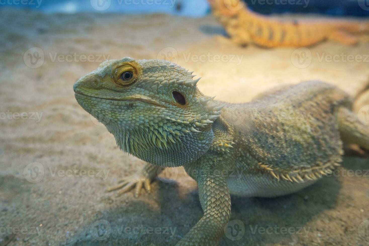 portrait of  yellow-gray iguanas chameleon or lizard. close-up shot head of reptile no people. photo