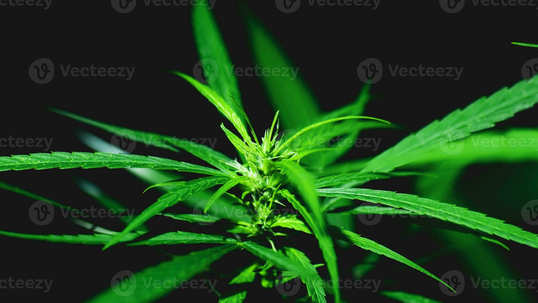 A small cannabis plant is blooming. on a black background photo