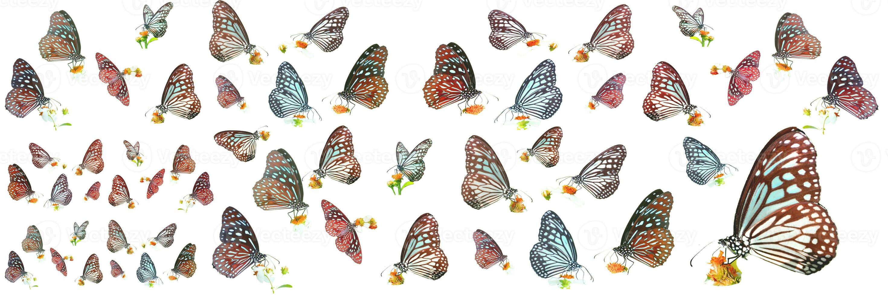 many types of butterflies on a white background. Butterfly found in Thailand photo