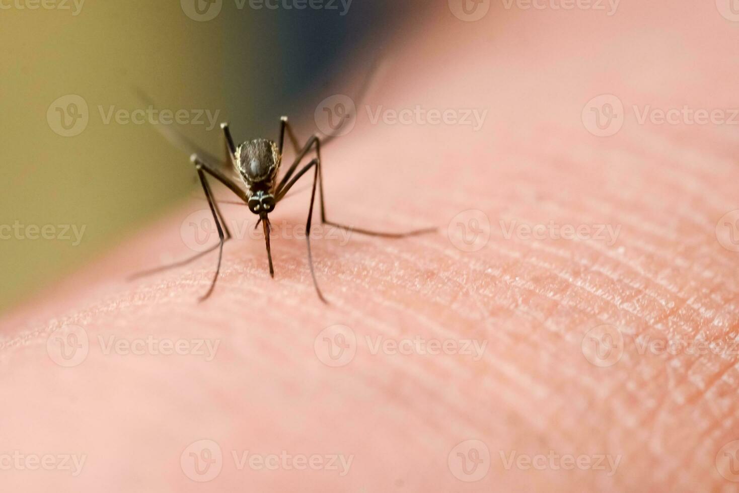 Mosquitoes are feeding on human skin blood. Mosquitoes are carriers of dengue fever and malaria. Dengue fever is very prevalent during the rainy season. photo