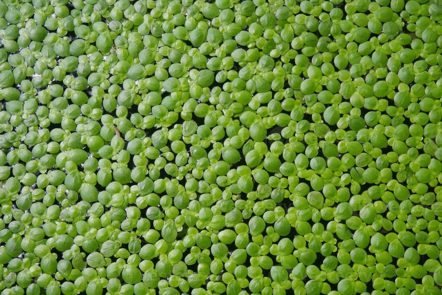 Green Duckweed texture for wallpaper and background close up shot. Abstract background. Texture background. Macro photography. photo