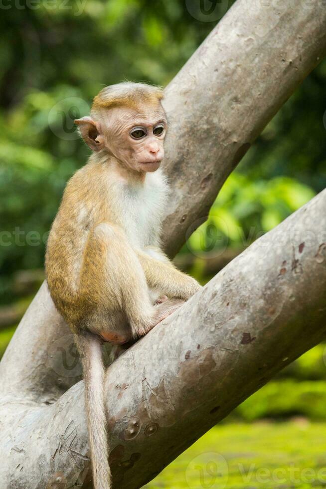 Young Toque macaque monkey from Sri Lanka sitting on the tree. photo