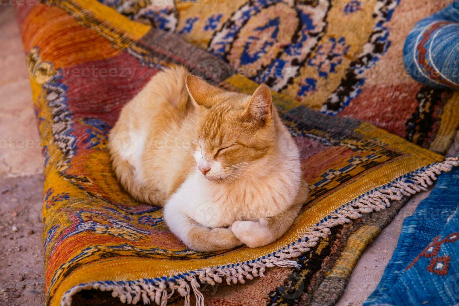 Cat enjoys resting on traditional carpets outdoor in Morocco. photo