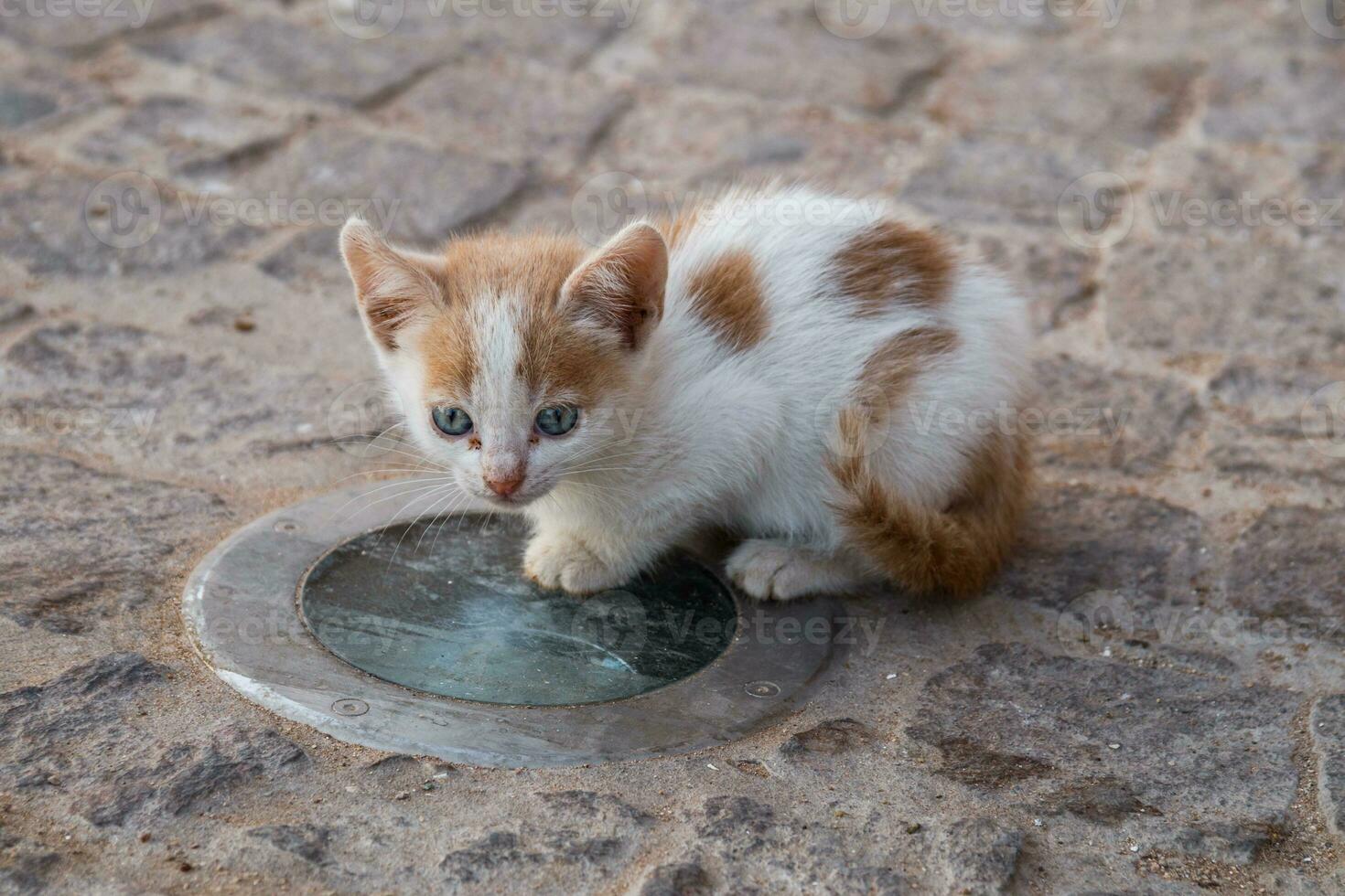 Image of cute little cat on the street in Morocco. photo