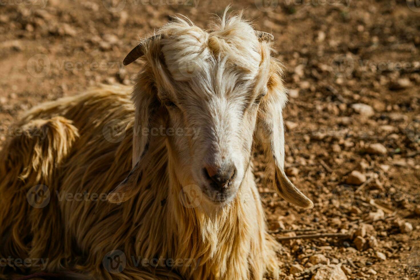 Image of close up view of goat in nature in Morocco. photo