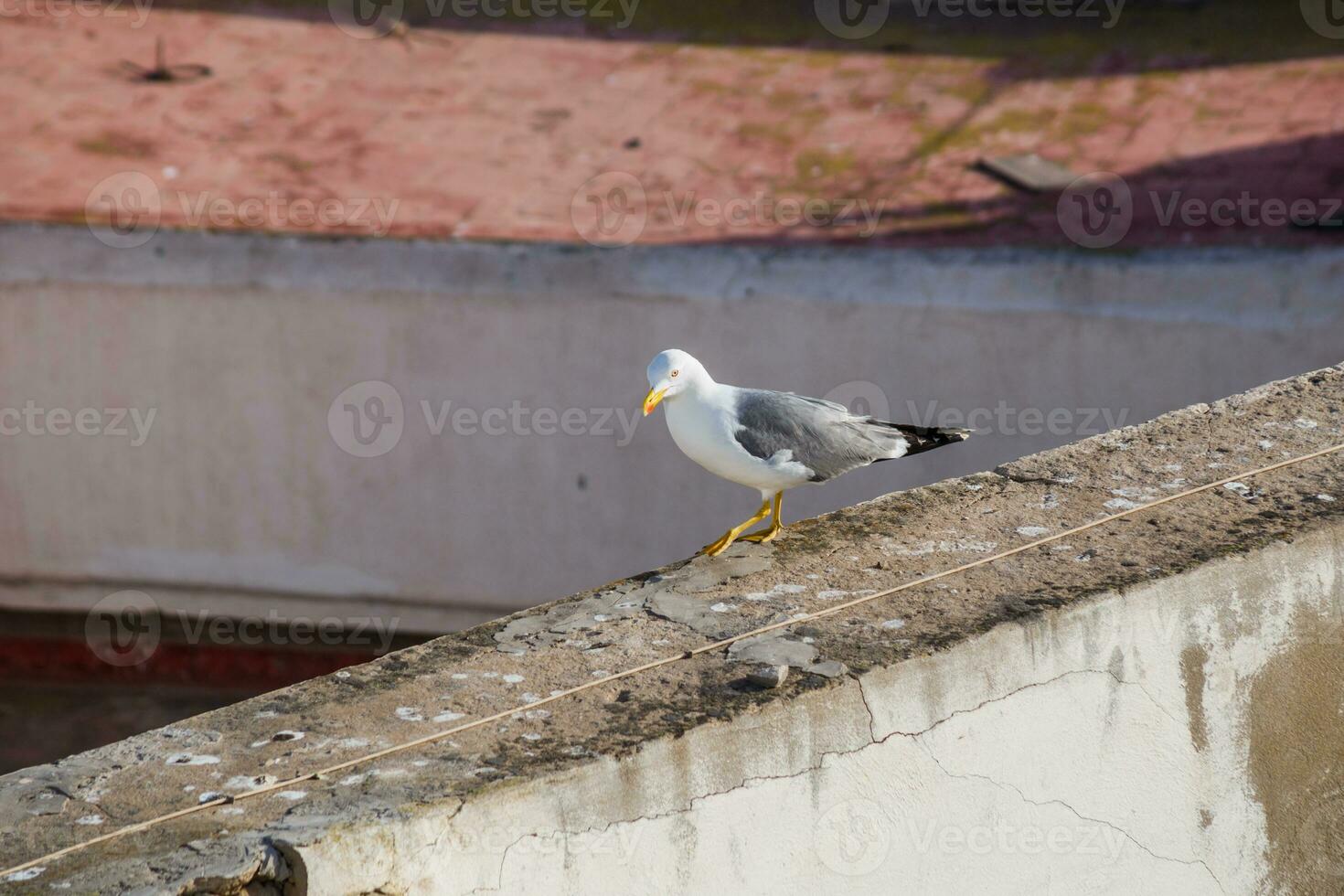 Seagull standing on the building in Morocco. photo