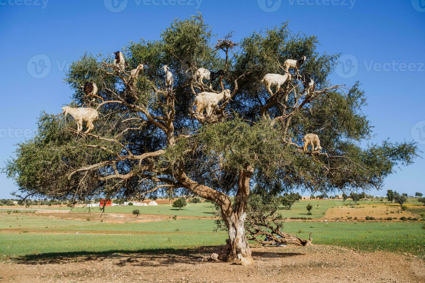 Image of goats climbed on an  tree in Morocco. photo