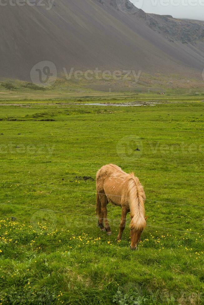 Image of beautiful horse from Iceland. photo