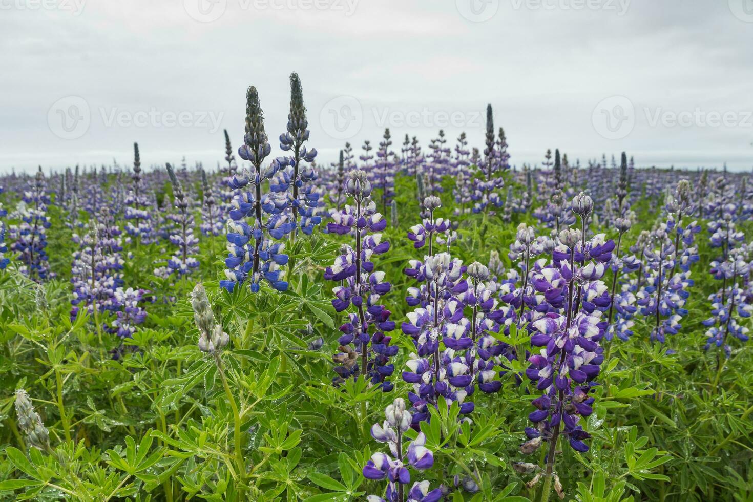 Image of beautiful flowers in Iceland. photo