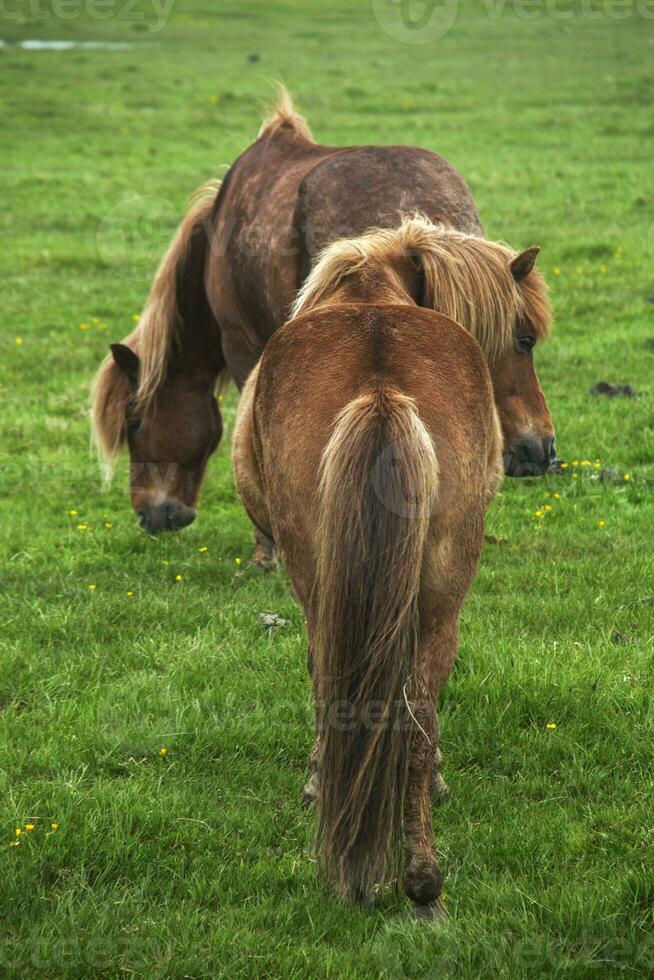 Image of beautiful horses from Iceland. photo