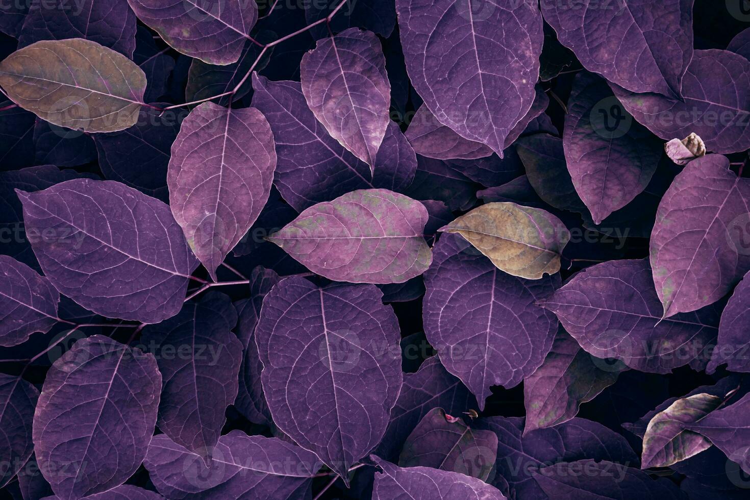 purple japanese knotweed plant leaves in the nature in autumn season photo