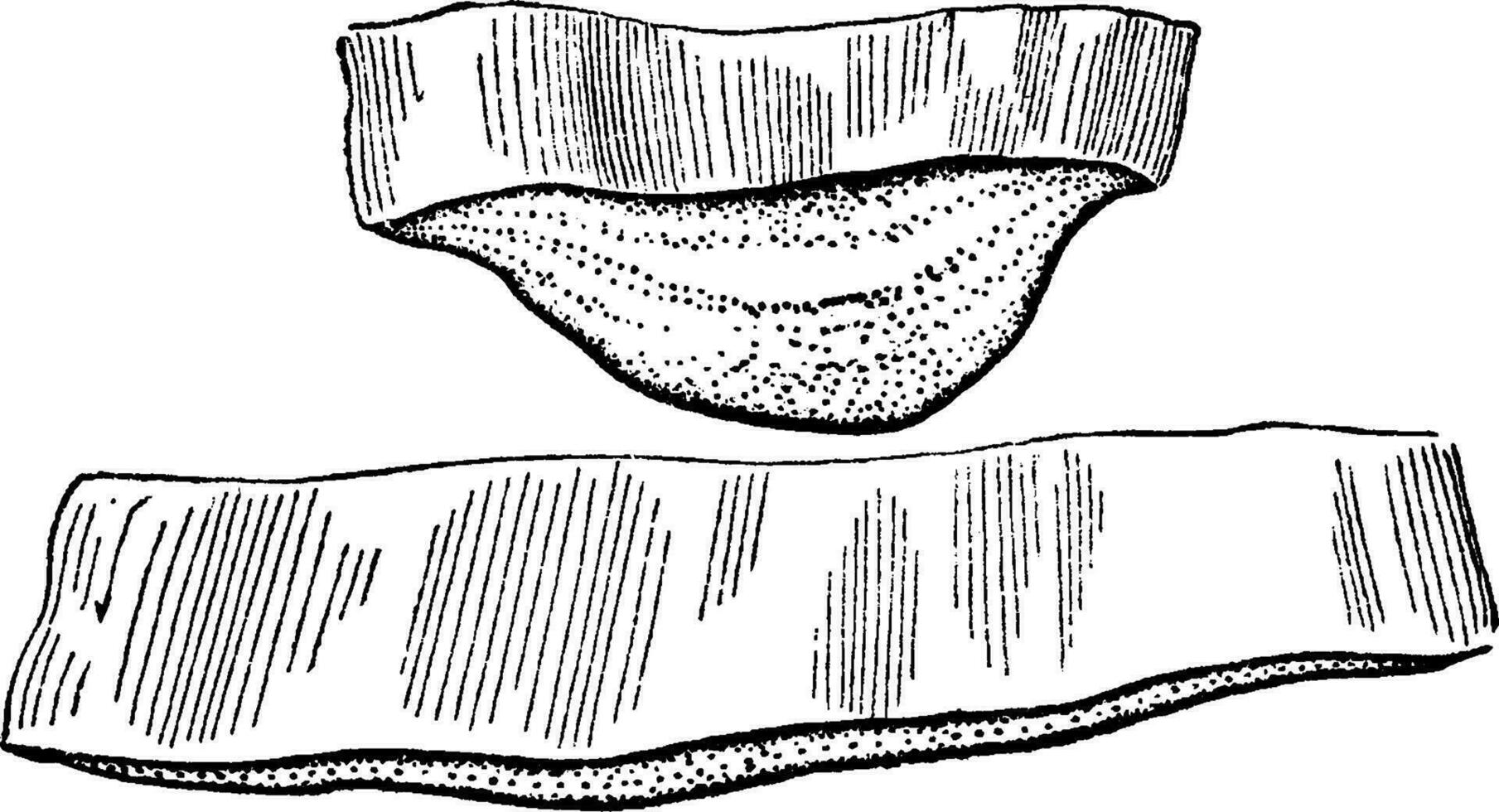 cruzar secciones de hoja de agave atenuata Clásico ilustración. vector