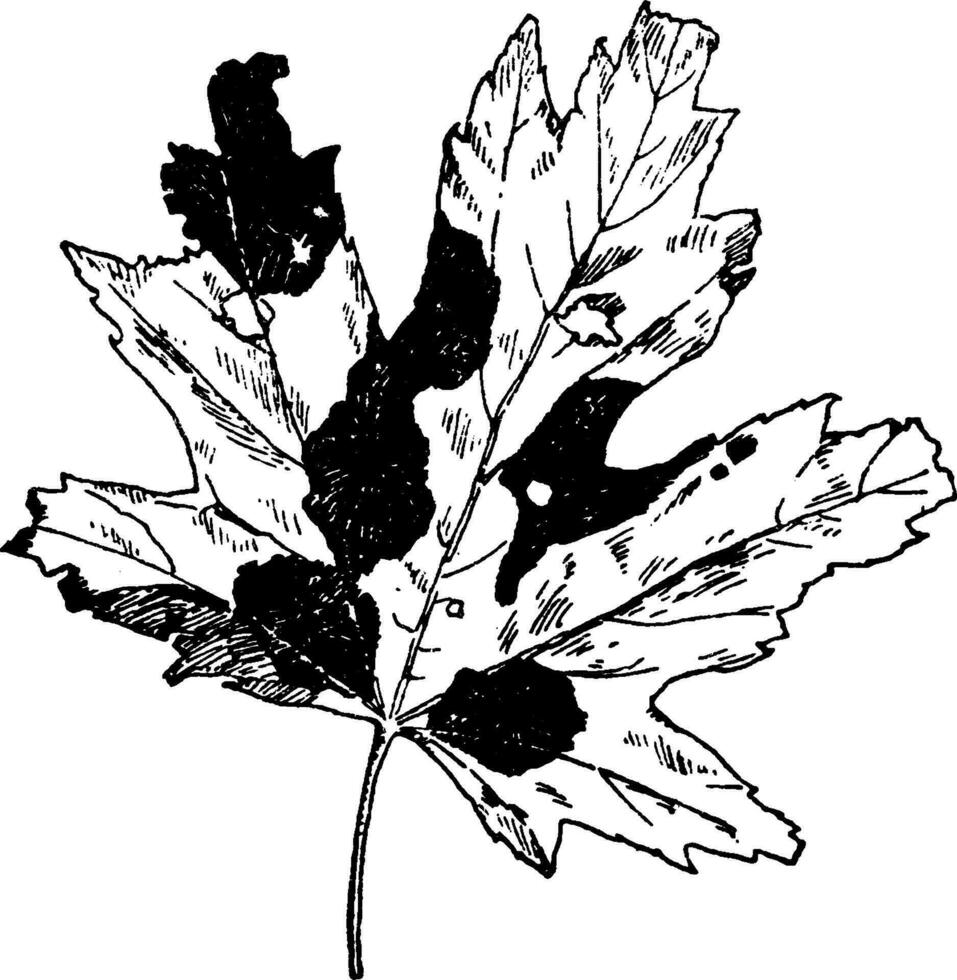 Maple Leaf with Tarspot Fungus vintage illustration. vector