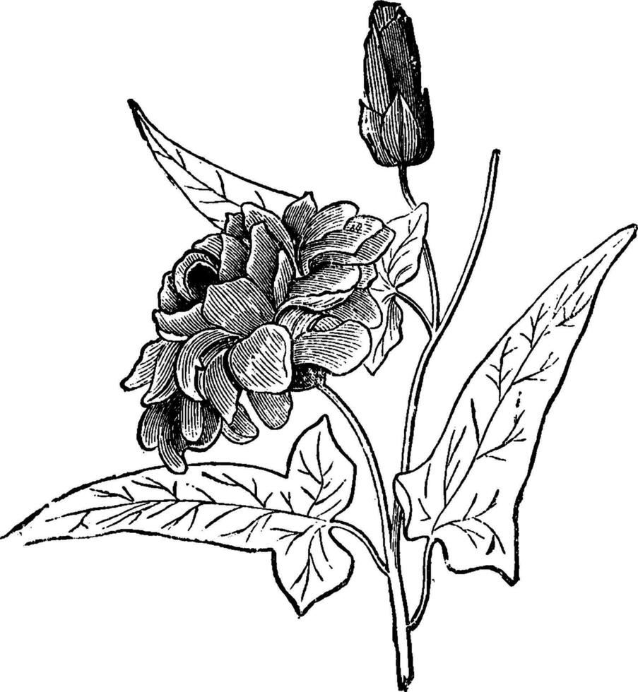 Flowering Branch of Calystegia Punescens Flore-Pleno vintage illustration. vector
