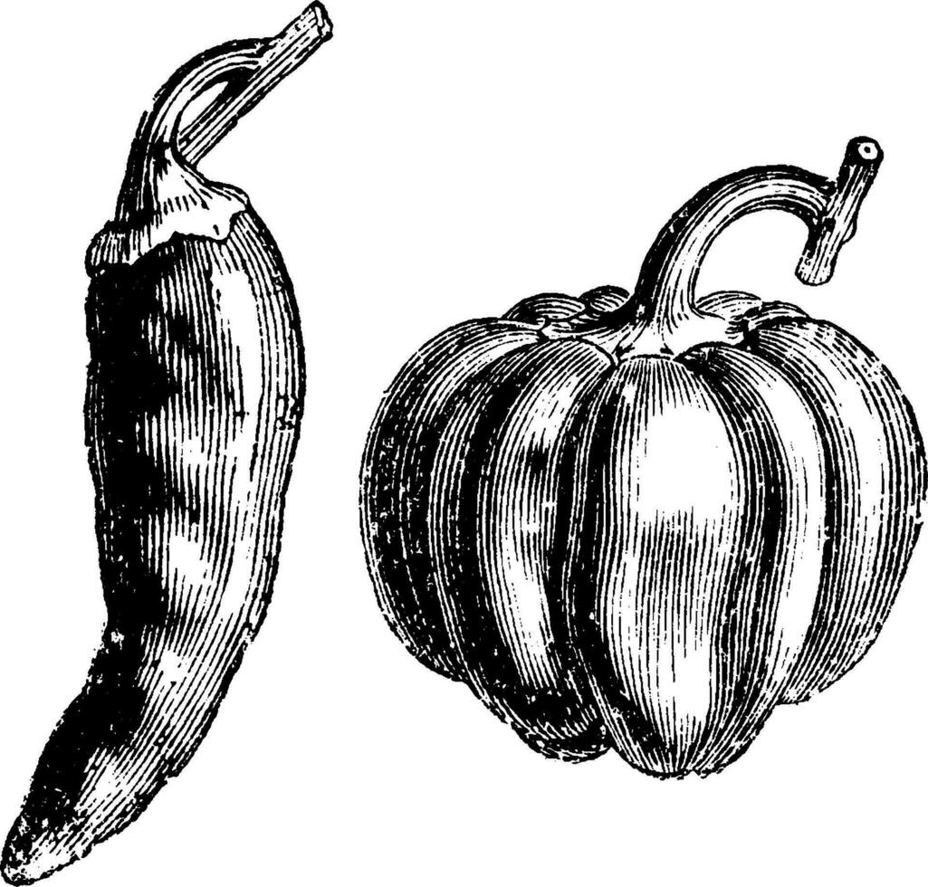 Fruit of Long and Round Capsicums vintage illustration. vector