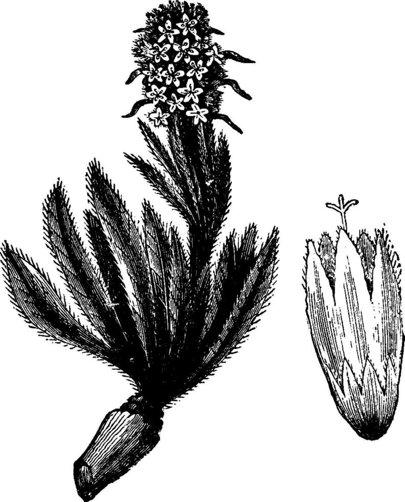 Entire Plant and Single Flower of Campanula Thyrsoidea vintage illustration. vector