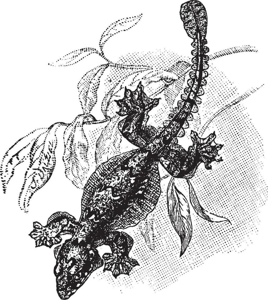 Flying Gecko, vintage illustration. vector