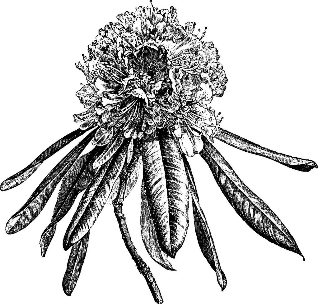 rododendro arboreo Clásico ilustración. vector
