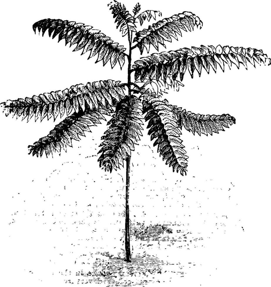 Phyllanthus Salviaefolius vintage illustration. vector