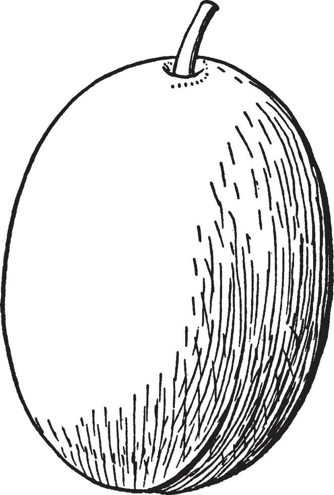 Drupe vintage illustration. vector