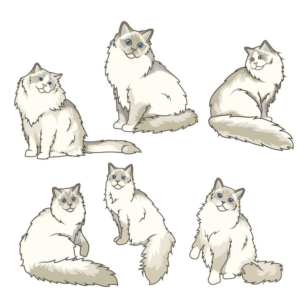 Explore Ragdoll cats in various charming poses. Our high-quality illustrations capture their grace and charm. Perfect for pet-related designs. vector