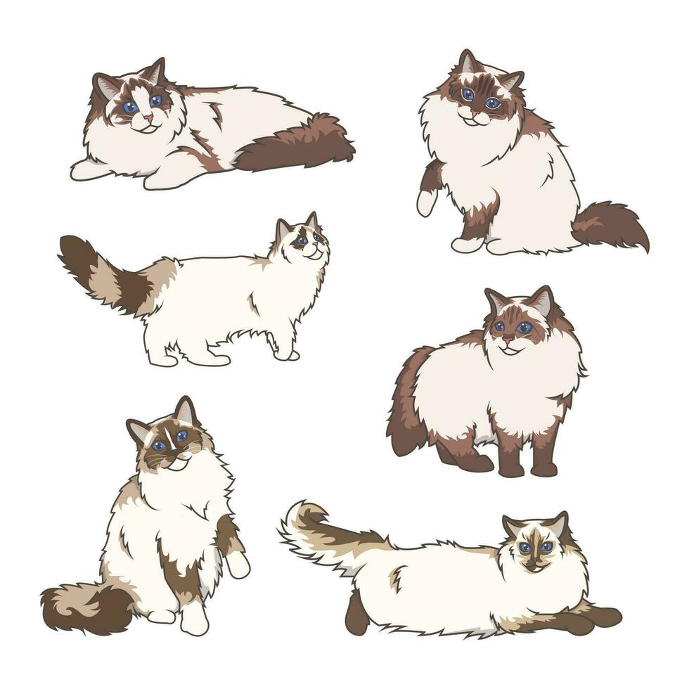 Explore Ragdoll cats in various charming poses. Our high-quality illustrations capture their grace and charm. Perfect for pet-related designs. vector