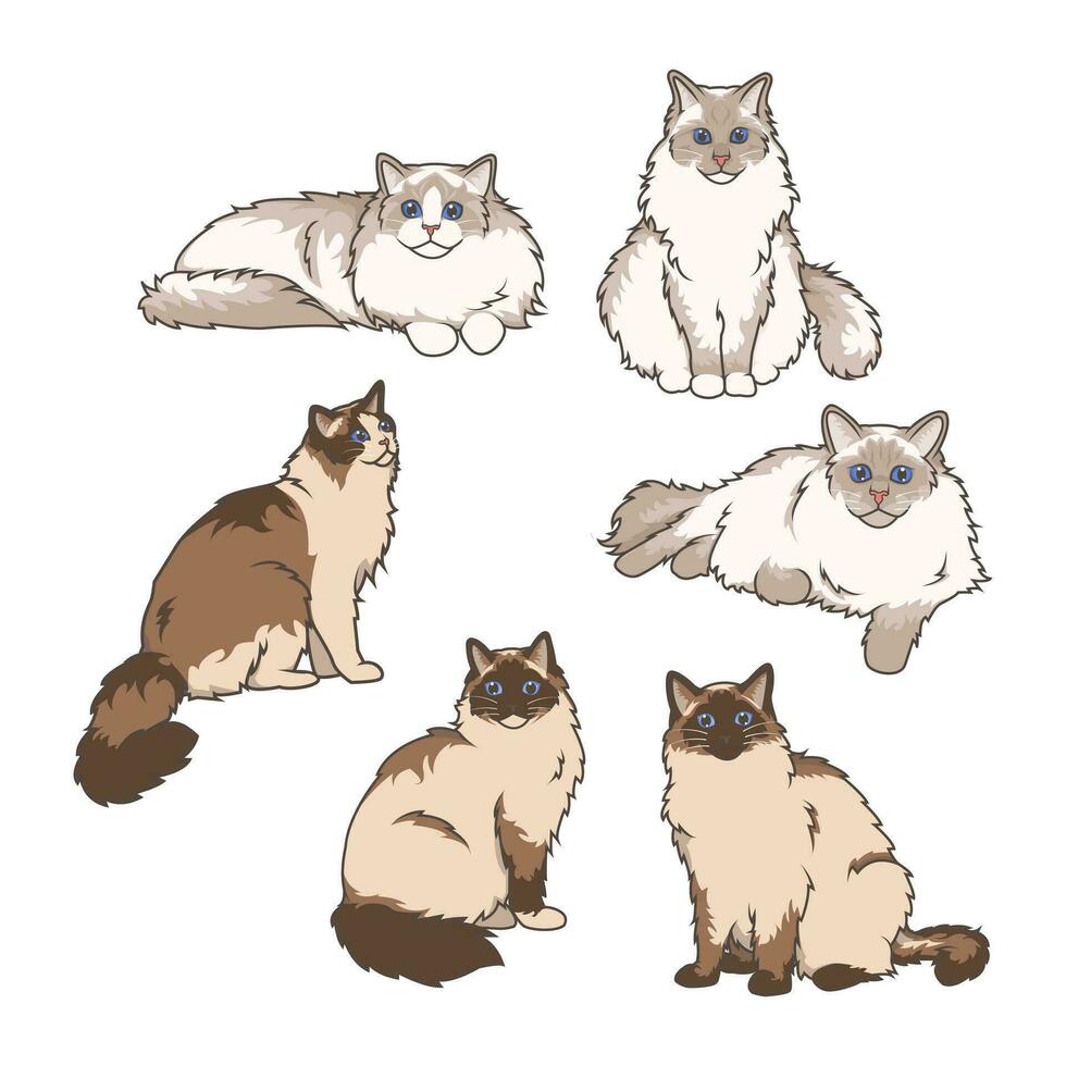 Explore Ragdoll cats in various charming poses. Our high-quality illustrations capture their grace and charm. Perfect for pet-related designs. vector