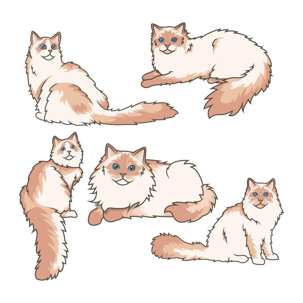 Explore Ragdoll cats in various charming poses. Our high-quality illustrations capture their grace and charm. Perfect for pet-related designs. vector