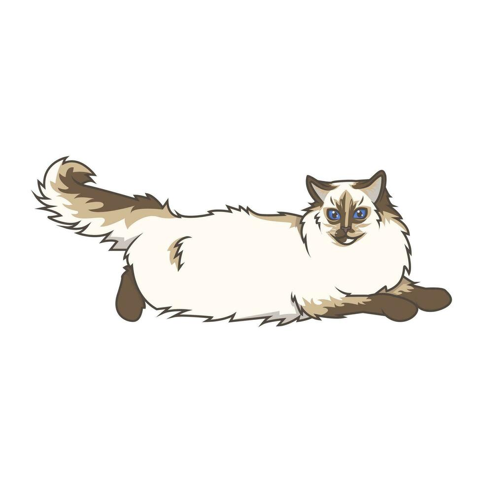 Discover adorable Ragdoll kittens. These high-quality illustrations exude cuteness, perfect for pet-related designs. simple illustration of ragdoll cat. eps10 vector