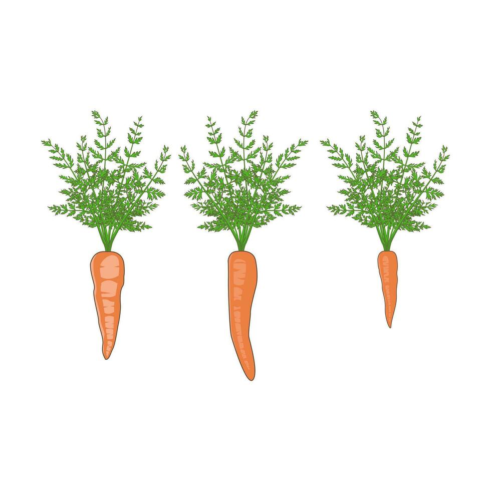 Enhance your creative projects with our variety of carrot illustrations. Perfect for culinary blogs, healthy living guides, and cookbooks, these images add a fresh and nutritious touch to your designs vector