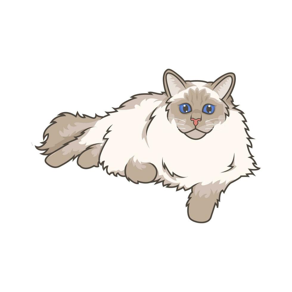 Discover adorable Ragdoll kittens. These high-quality illustrations exude cuteness, perfect for pet-related designs. simple illustration of ragdoll cat. eps10 vector