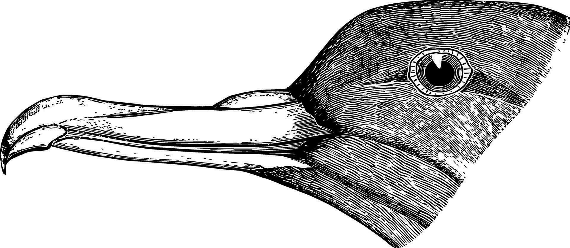 Sooty Shearwater vintage illustration. vector