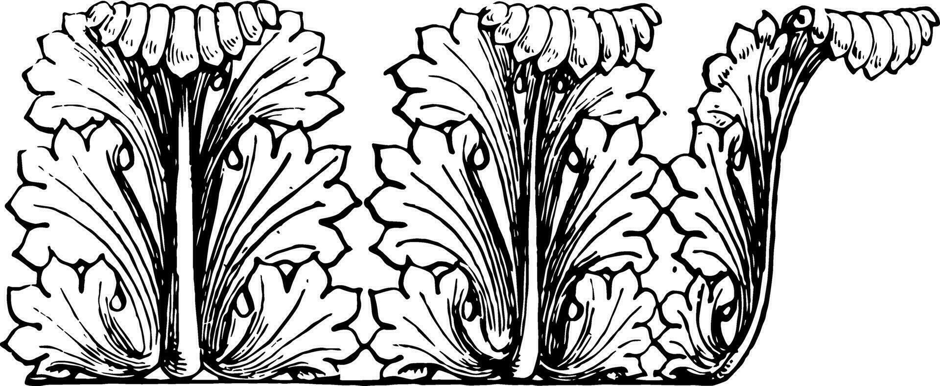 Acanthus is small herbaceous plants of southern Europe vintage engraving. vector