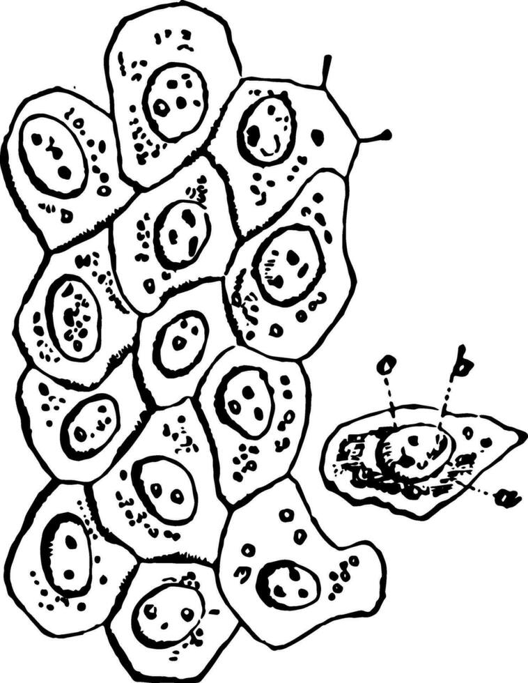 Cells from the Abdominal Lining vintage illustration vector