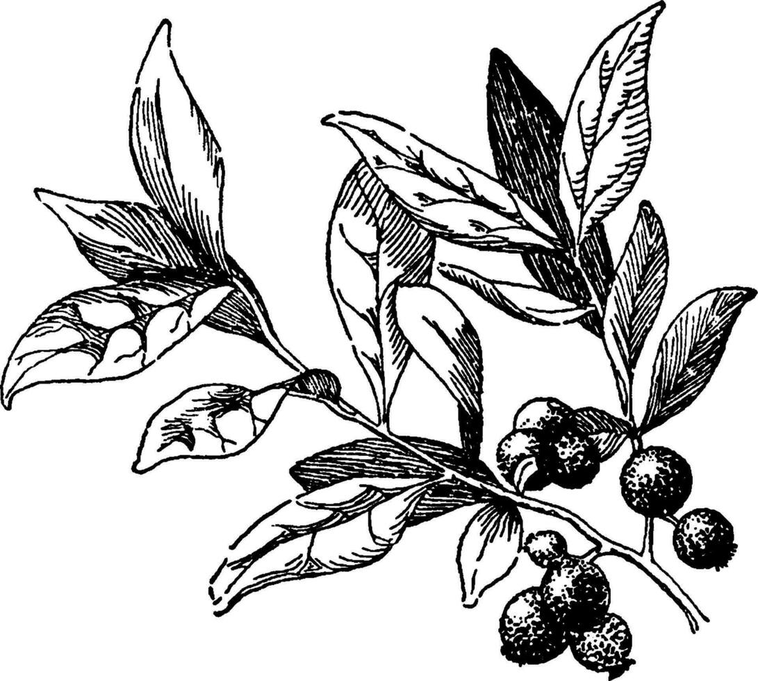 Huckleberry vintage illustration. vector