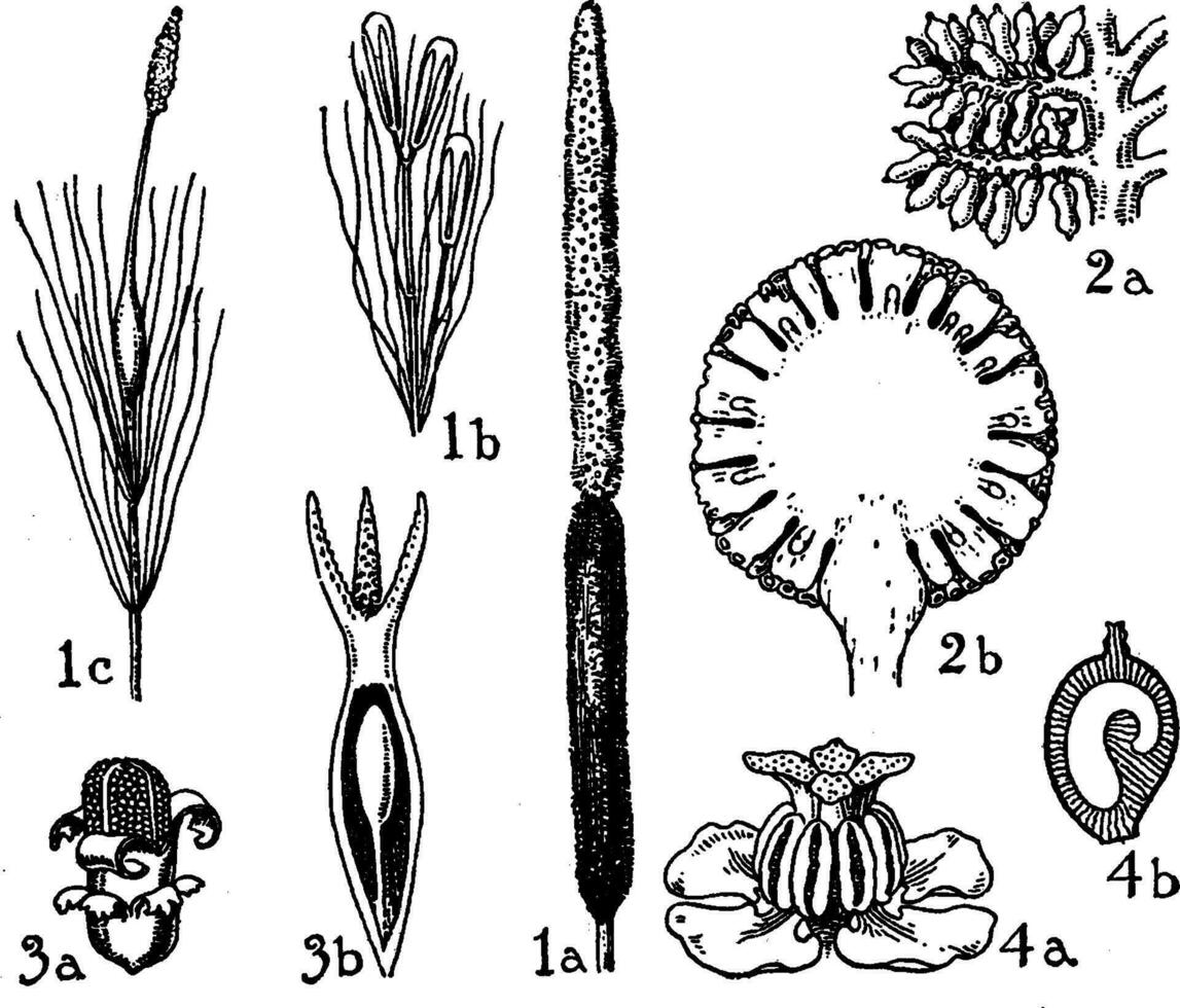 Typhaceae, Pandanaceae, and Naiadaceae Orders vintage illustration. vector